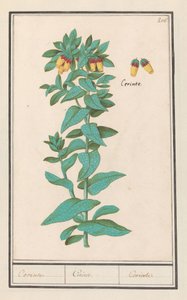 Wachsblume (Cerinthe major)