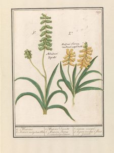 Traubenhyazinthe (Muscari) von Anselmus Boëtius de Boodt