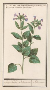 Geflecktes Lungenkraut (Pulmonaria officinalis) von Anselmus Boëtius de Boodt