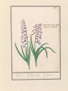 Hyazinthe (Hyacinthus orientalis) von Anselmus Boëtius de Boodt