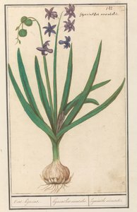 Hyazinthe (Hyacinthus orientalis) von Anselmus Boëtius de Boodt