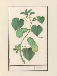 Komkommer (Cucumis sativus) von Anselmus Boëtius de Boodt