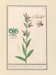 Lachende Hummel-Orchidee (Ophrys bombyliflora) und Anemonen (Anemone) von Anselmus Boëtius de Boodt