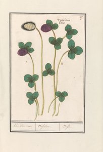 Roter Klee (Trifolium pratense) von Anselmus Boëtius de Boodt