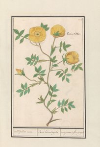 Rosa (Rosa)