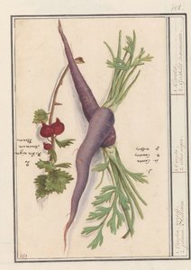Wurzel (Daucus carota) und rote Beere (Ribes rubrum)