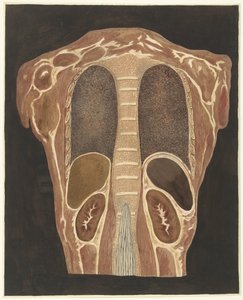 Anatomische Studie der Organe im Brustkorb, von hinten gesehen