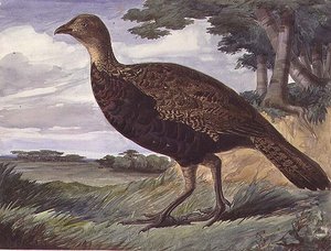 Fasan und Grauhuhn-Hybrid