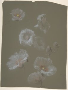 Weiße Stockrosen
