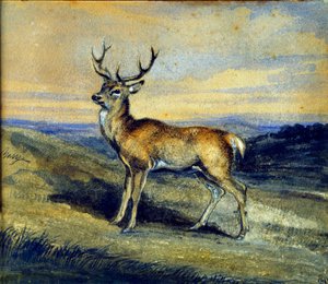 Der Hirsch