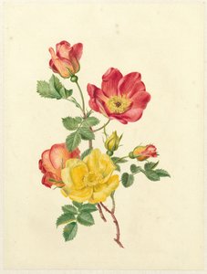 Zweig wilder Rosen