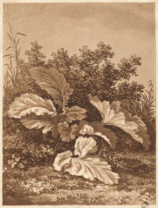 Eine Studie von Blättern von Anton Balzer