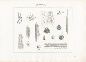 Pflanzenanatomie (Phytotomie) von Anton Wachsmann