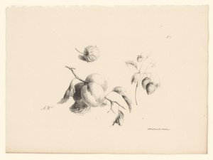 Aprikosen und Erdbeeren von Anton Weiss