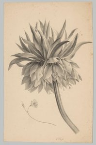 Blume auf Stiel (Blumen- und Fruchtstudien, 3. Folge)