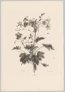 Blumen mit Dornen von Anton Weiss