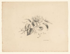 Verschiedene Blumen von Anton Weiss