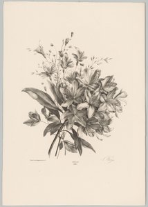 Lilien von Anton Weiss