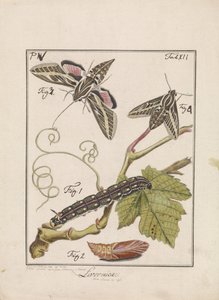 Von der Raupe zum Schmetterling von Antoni Zürcher