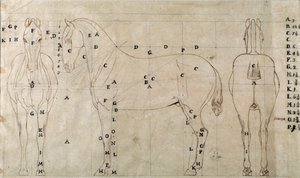 Studie für ein Pferd für ein Reitermonument