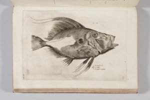 Illustration aus „Aquatilium animalium historiae, liber primus“ von Ippolito Salviani, 1554 von Antonio Lafreri