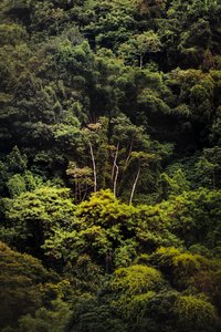 Regenwald IX, 2018