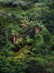 Tijuca-Wald XXXII, 2018