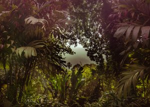 Tijuca-Wald XXXVII, 2024