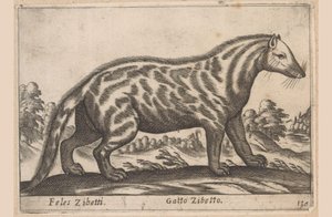 Zibetkatze von Antonio Tempesta