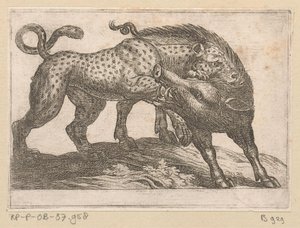Ein Leopard kämpft mit einem Wildschwein