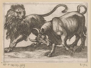 Ein Stier greift einen Löwen an