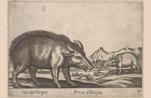 Äthiopisches Schwein