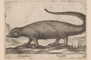 Frettchenartige von Antonio Tempesta
