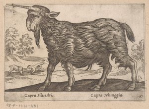 Geit mit einem Horn (Dieren en fabelwezens, Nova raccolta de li animali piu curiosi del mondo)