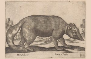 Indische Maus, Birmanischer Frett-Dachs, Tiere und Fabelwesen, Nova raccolta de li animali piu curiosi del mondo von Antonio Tempesta