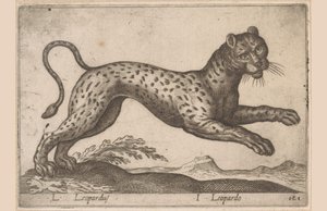 Leopard