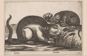 Zwei Bisamratten Lonx/ Lonza (Titel auf Objekt) Tiere und Fabelwesen (Serientitel) Nova raccolta de li animali piu curiosi del mondo (Serientitel) von Antonio Tempesta
