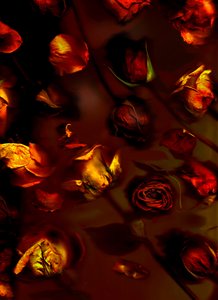 earthArt Rosen, 2008