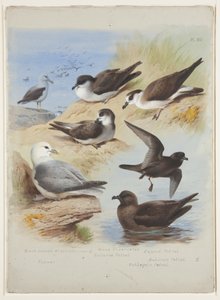 Albatros, Petrels, Sturmtaucher, Eissturmvogel, ca. 1915