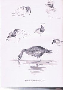 Ringelgänse und Blässgänse