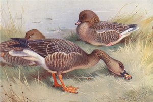 Saatgans, Kurzschnabelgans von Archibald Thorburn