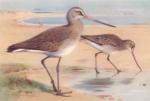 Schwarzschwanz-Brachvogel (Winter), Pfuhlschnepfe (Winter) (Farblithografie) von Archibald Thorburn
