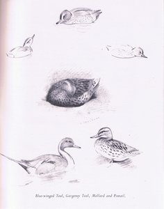 Blaue Flügelente, Knäkente, Krickente, Stockente und Spießente von Archibald Thorburn