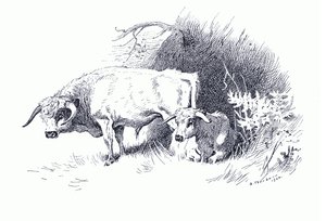 Rinder, aus Thorburns Säugetiere veröffentlicht von Longmans and Co, ca. 1920