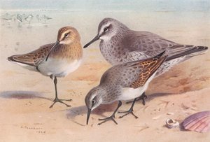 Sichelstrandläufer (unreif, Herbst), Knutt (Winter), Alpenstrandläufer (Winter) von Archibald Thorburn