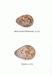 Eier: Odinshühnchen und Alpenstrandläufer, aus Vögel der Britischen Inseln und ihre Eier, veröffentlicht von Frederick Warne & Co Ltd, 1958