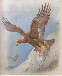 Steinadler und Schneehase, veröffentlicht von Book Club Associates, 1972 von Archibald Thorburn