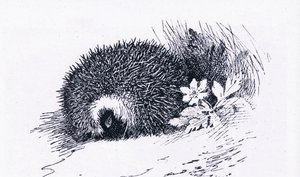 Igel, Natur in Großbritannien veröffentlicht von Collins, 1946