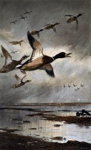 Stockenten im Flug