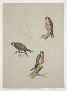 Merlin-Männchen, ca. 1915